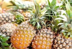 娱乐吃瓜小菠萝视频大全,盘点热门视频大全