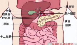 娱乐吃瓜酱胰腺癌,胰腺癌的成因与预防