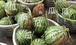 娱乐市场有瓜吃吗,揭秘那些你不知道的幕后故事