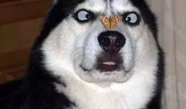 娱乐吃瓜酱哈士奇不拆家,娱乐吃瓜酱带你揭秘狗狗的神奇魅力