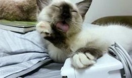 娱乐吃瓜酱三花猫的魅力,娱乐吃瓜酱的喵星人风采