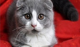 折耳猫娱乐吃瓜