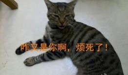 娱乐吃瓜酱虐猫,真相与反思