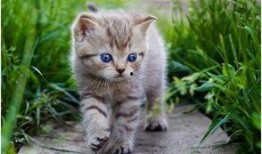娱乐吃瓜酱猫咪头套,揭秘“吃瓜酱”猫咪的趣味生活