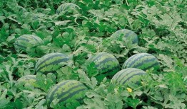 攀枝花动物园娱乐吃瓜酱,娱乐吃瓜酱带你探秘动物乐园