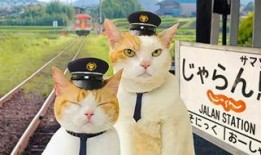 喵喵吃瓜娱乐,揭秘娱乐圈那些不为人知的幕后故事