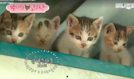 娱乐吃瓜酱猫妈妈视频下载,揭秘萌宠日常