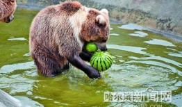 娱乐吃瓜酱小动物,揭秘小动物界的趣味故事