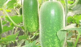 娱乐园八卦吃瓜大全,揭秘明星幕后故事