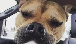 娱乐吃瓜酱狗狗领冰淇淋,娱乐吃瓜酱带你领略萌宠甜蜜瞬间