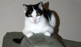 娱乐吃瓜酱猫妈妈视频下载,揭秘萌宠日常