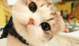 娱乐吃瓜酱神仙猫,揭秘娱乐圈背后的神秘故事