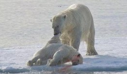 娱乐吃瓜酱北极熊,吃瓜酱视角下的极地风情