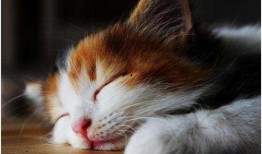 娱乐吃瓜酱猫咪头套,揭秘“吃瓜酱”猫咪的趣味生活