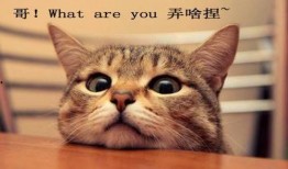 娱乐吃瓜酱三花猫的魅力,娱乐吃瓜酱的喵星人风采