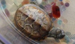 娱乐吃瓜酱小乌龟