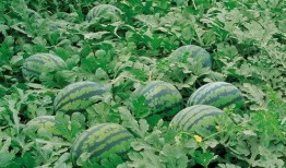 娱乐园八卦吃瓜大全,揭秘明星幕后故事