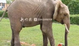 2022娱乐圈吃瓜乱象,揭秘吃瓜乱象背后的真相与反思