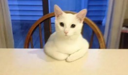 娱乐吃瓜酱神仙猫,揭秘娱乐圈背后的神秘故事