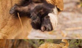 娱乐吃瓜酱小动物,揭秘小动物界的趣味故事