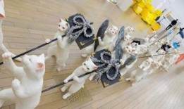 娱乐吃瓜君虐猫,道德底线何在？