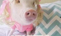 娱乐吃瓜酱肥猪猪,肥猪猪的趣味人生揭秘