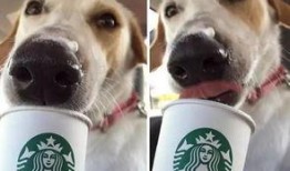 娱乐吃瓜酱狗狗领冰淇淋,娱乐吃瓜酱带你领略萌宠甜蜜瞬间