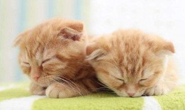 折耳猫娱乐吃瓜