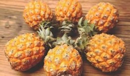 娱乐吃瓜小菠萝视频大全,盘点热门视频大全