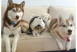 要哈士奇大腚娱乐吃瓜酱,吃瓜酱带你领略萌宠界的欢乐盛宴