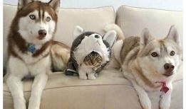 要哈士奇大腚娱乐吃瓜酱,吃瓜酱带你领略萌宠界的欢乐盛宴