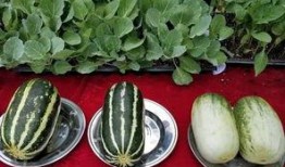 大娱乐吃瓜,大娱乐吃瓜，揭秘明星幕后故事