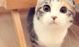 折耳猫娱乐吃瓜