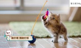 娱乐吃瓜酱找猫