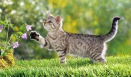 娱乐吃瓜酱找猫