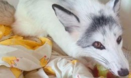 娱乐吃瓜酱狐狸,揭秘娱乐圈背后的那些事儿