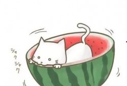 吃瓜娱乐酱头像图片,娱乐酱头像下的欢乐时光