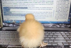 2022娱乐圈吃瓜乱象,揭秘吃瓜乱象背后的真相与反思