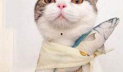 娱乐吃瓜酱猫咪头套,揭秘“吃瓜酱”猫咪的趣味生活