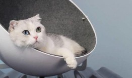 娱乐吃瓜酱改造猫窝,萌宠新居，趣味升级！